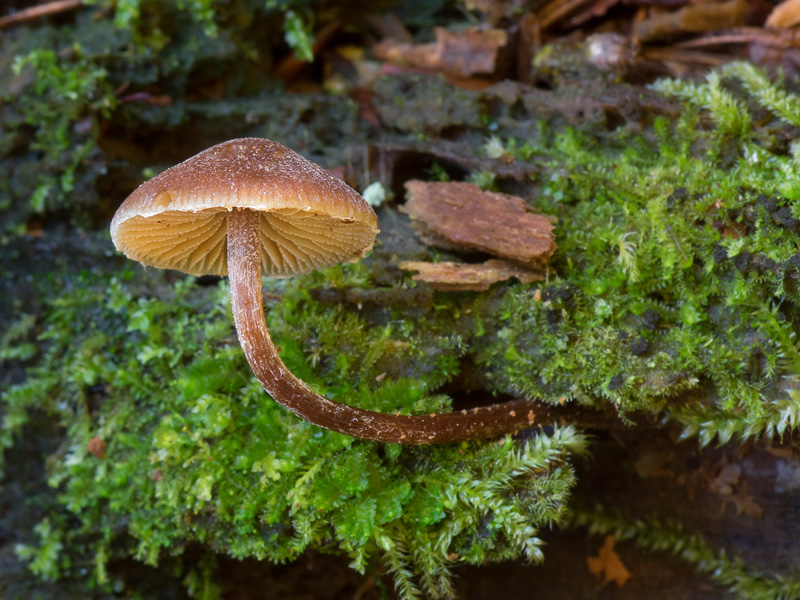 Galerina pruinatipes